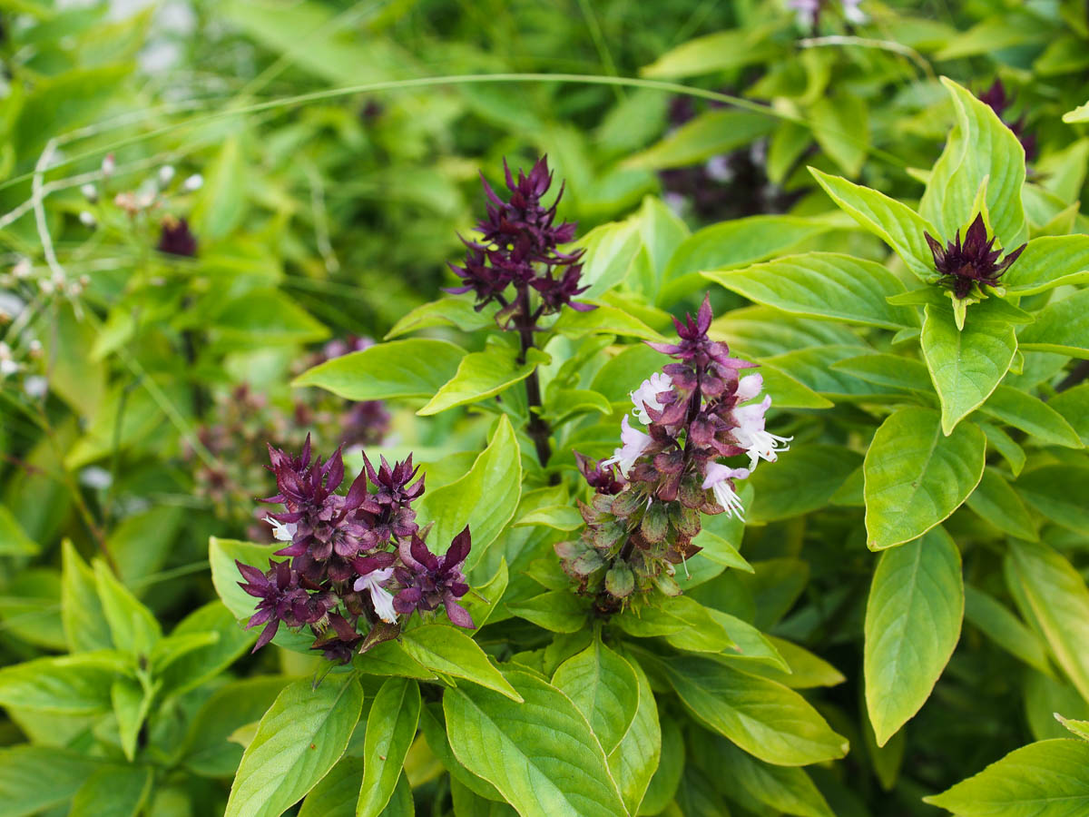 Thai Basil